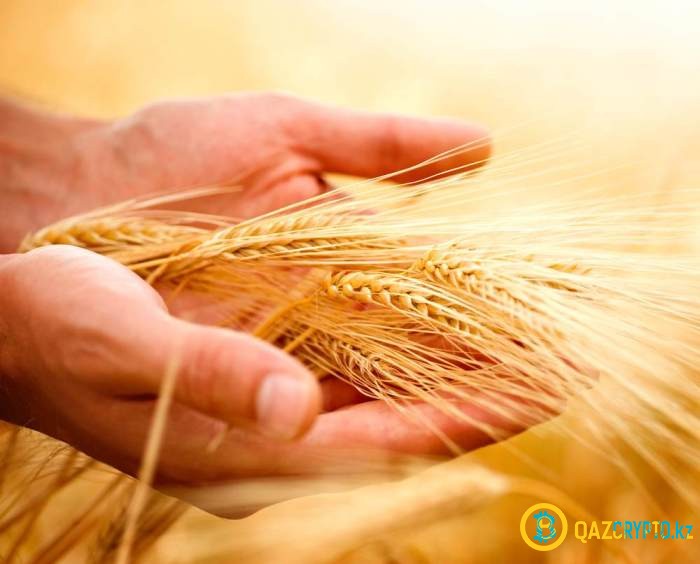 Турция оплатила поставку российской пшеницы в биткойнах