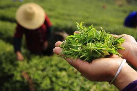 Блокчейн-платформа VeChain для отслеживания чая получила одобрение властей Китая