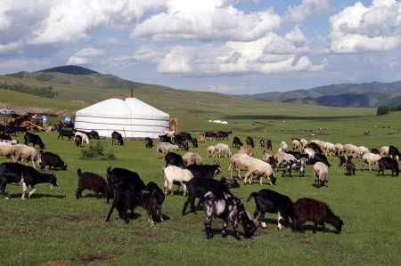 Монгольские скотоводы будут отслеживать поставки шерсти с помощью блокчейна