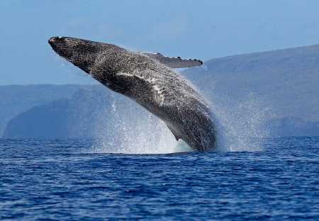 Биткойн-кит перевел 15,022 BTC на сумму $166 млн, заплатив комиссию $0,91