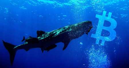 Whale Alert обнаружил перемещения биткойнов на сумму 208 миллионов долларов