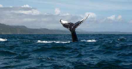 Биткоин-киты запасаются монетами на падении цены
