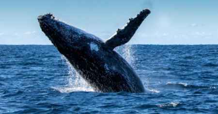 Santiment выяснили, в какие токены инвестируют «киты»