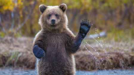Медвежьи биткоин-фонды получили рекордный приток средств