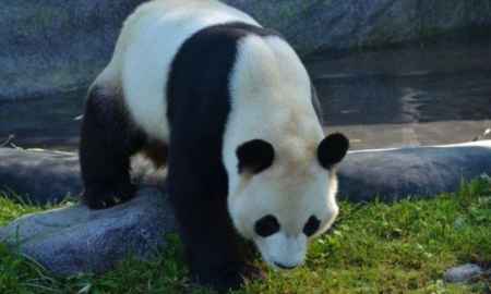 Panda DAO собирается закрывать проект