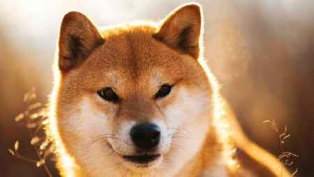 Команда Shiba Inu представила бета-версию игры Shiba Eternity